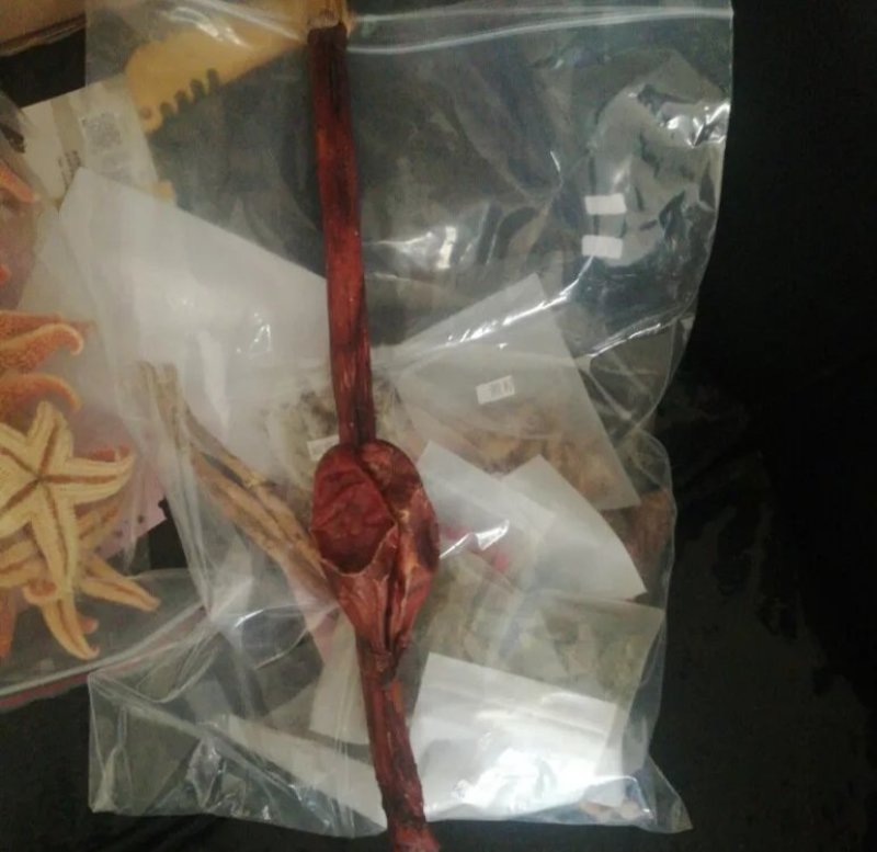牛鞭干货煲汤放养牛鞭泡酒材料