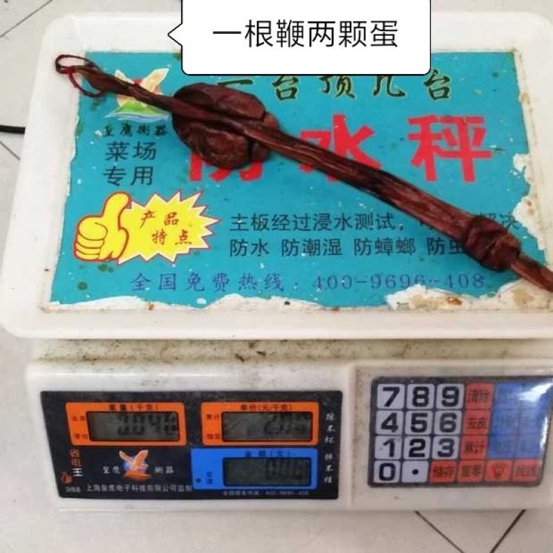 牛鞭干货煲汤放养牛鞭泡酒材料