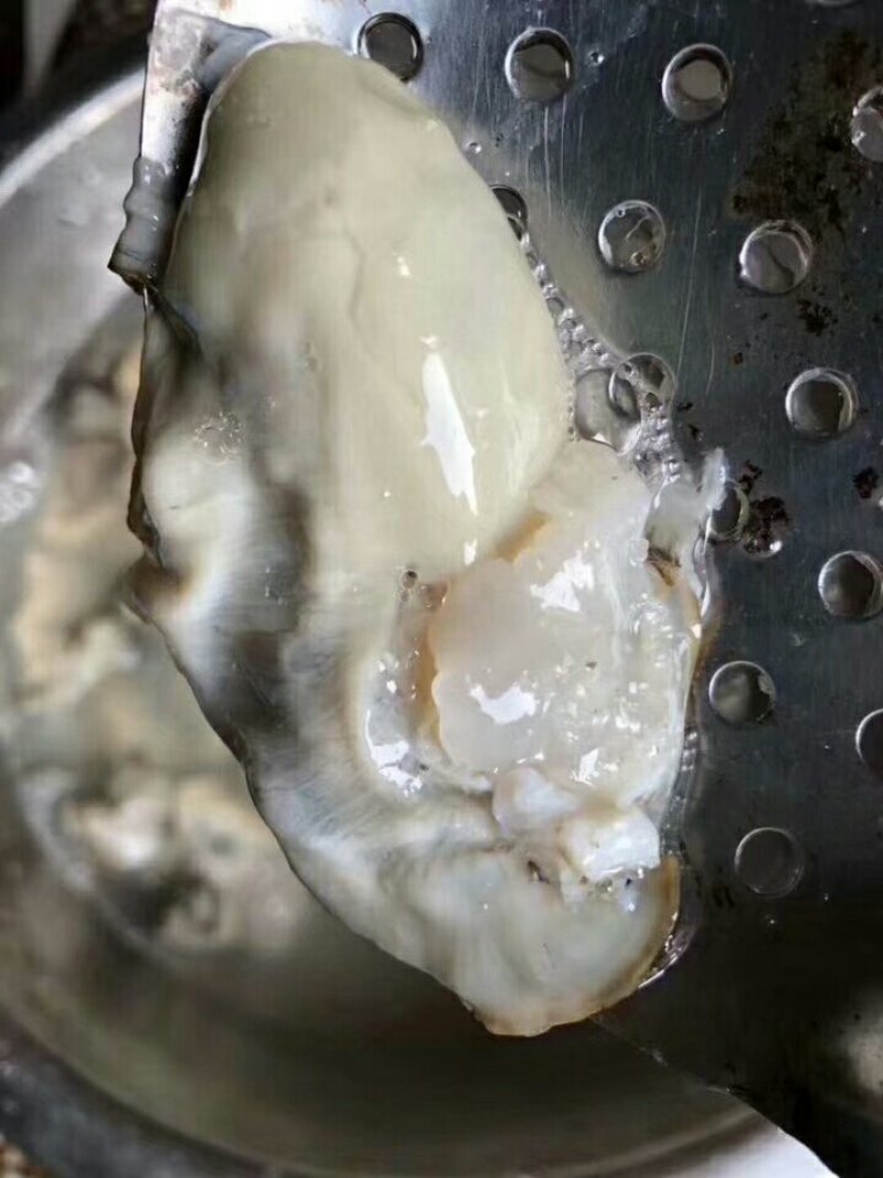 高品质牡蛎热销