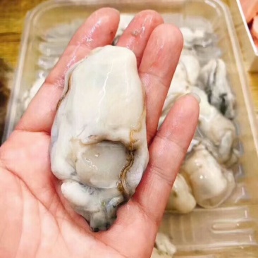 高品质牡蛎热销