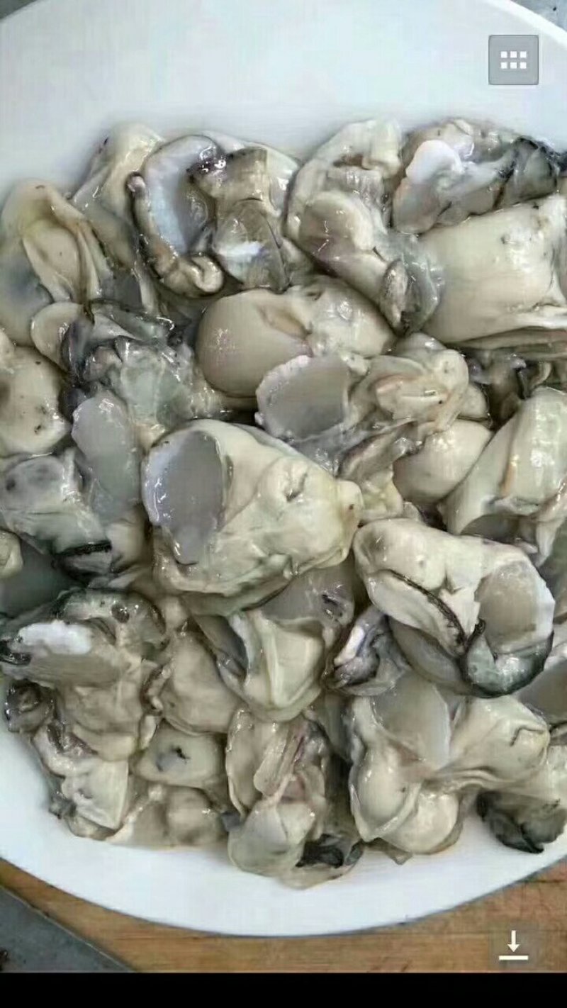 高品质牡蛎热销
