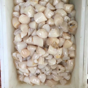 原浆扇贝丁
