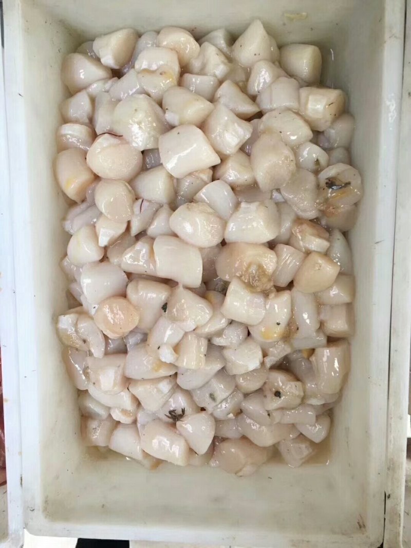 原浆扇贝丁