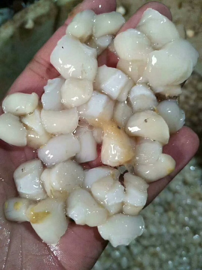 原浆扇贝丁