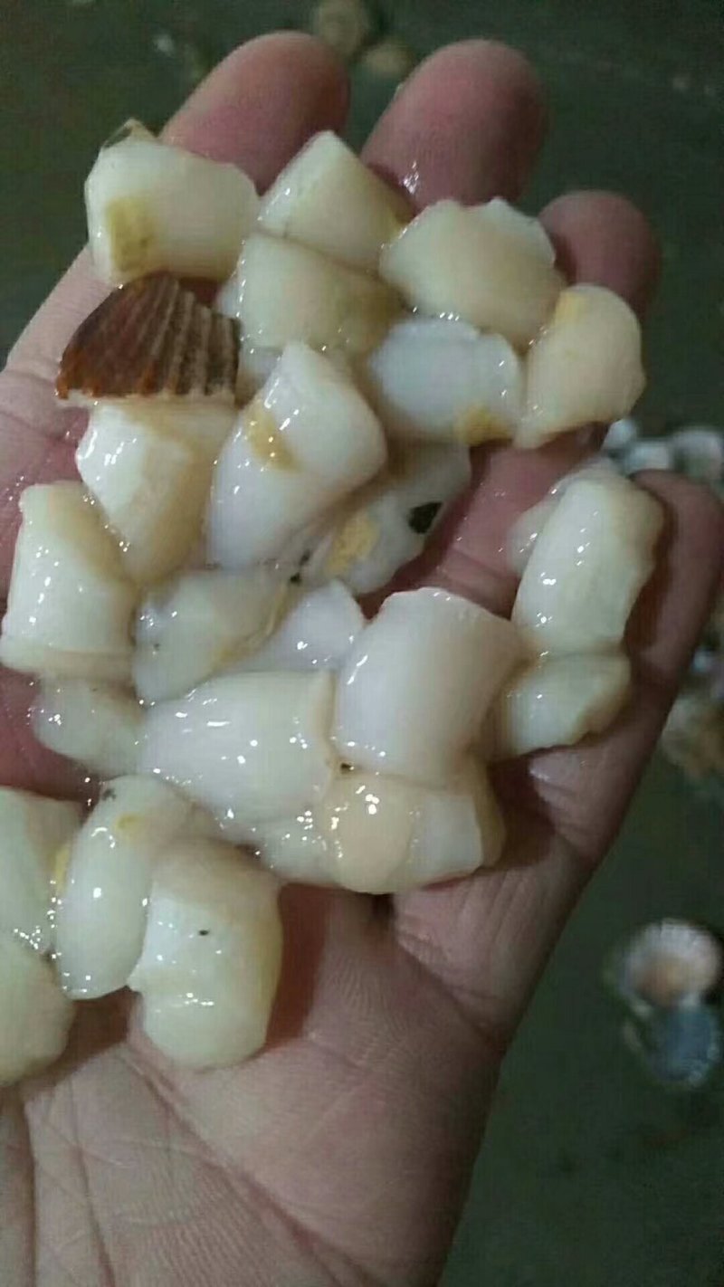 原浆扇贝丁