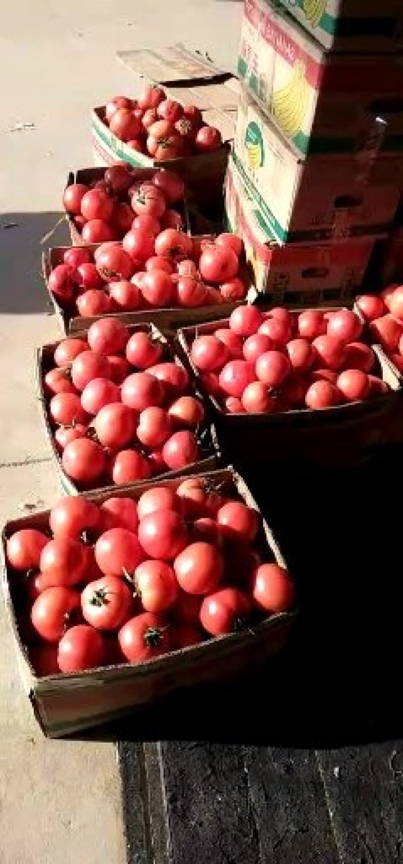西红柿大量上市
