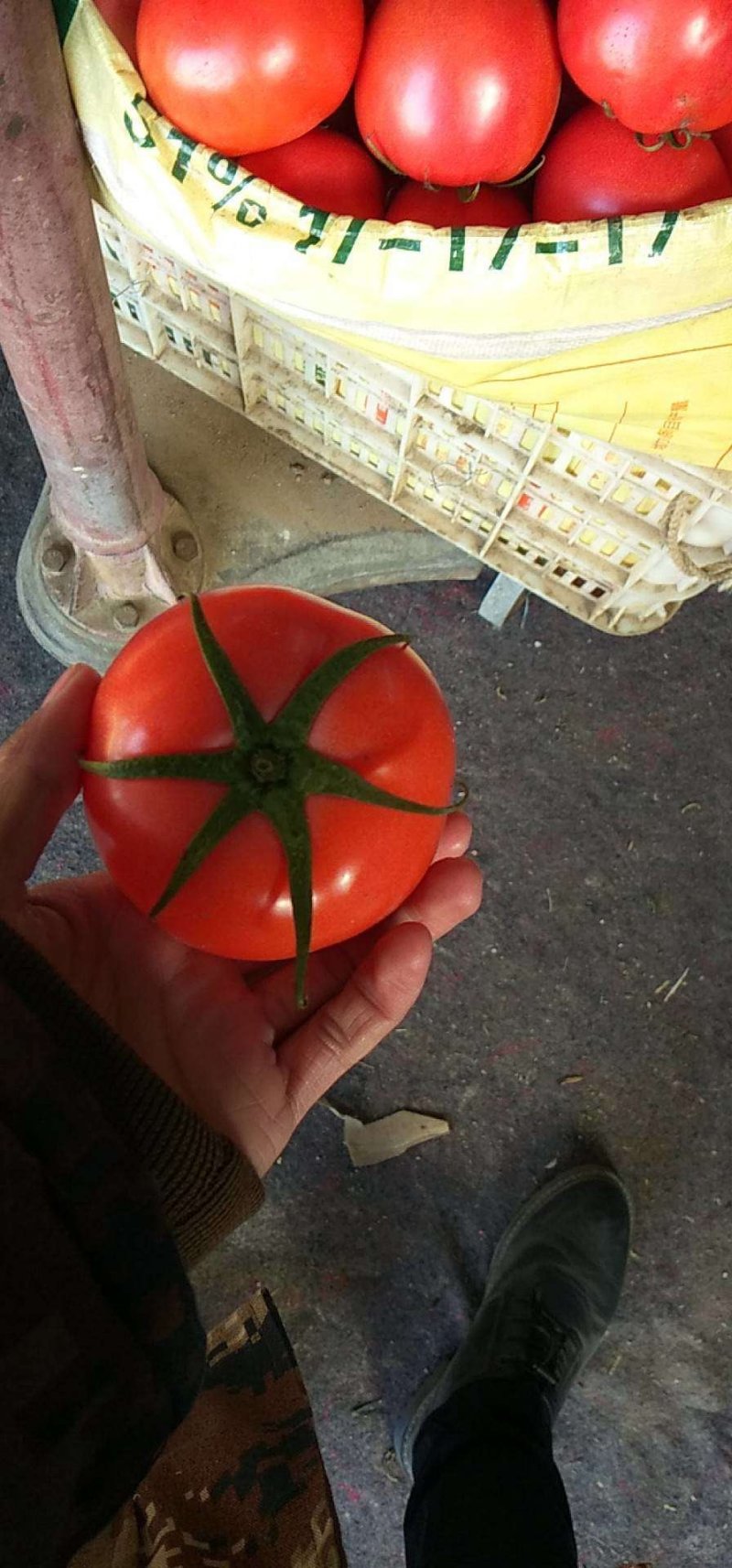 西红柿大量上市