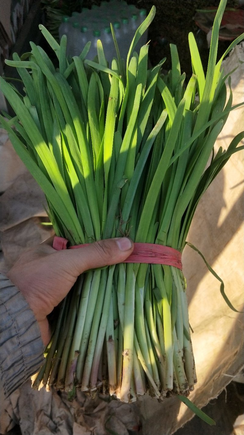 辽宁北镇中安韭菜，根粗白长，颜色正，小红根