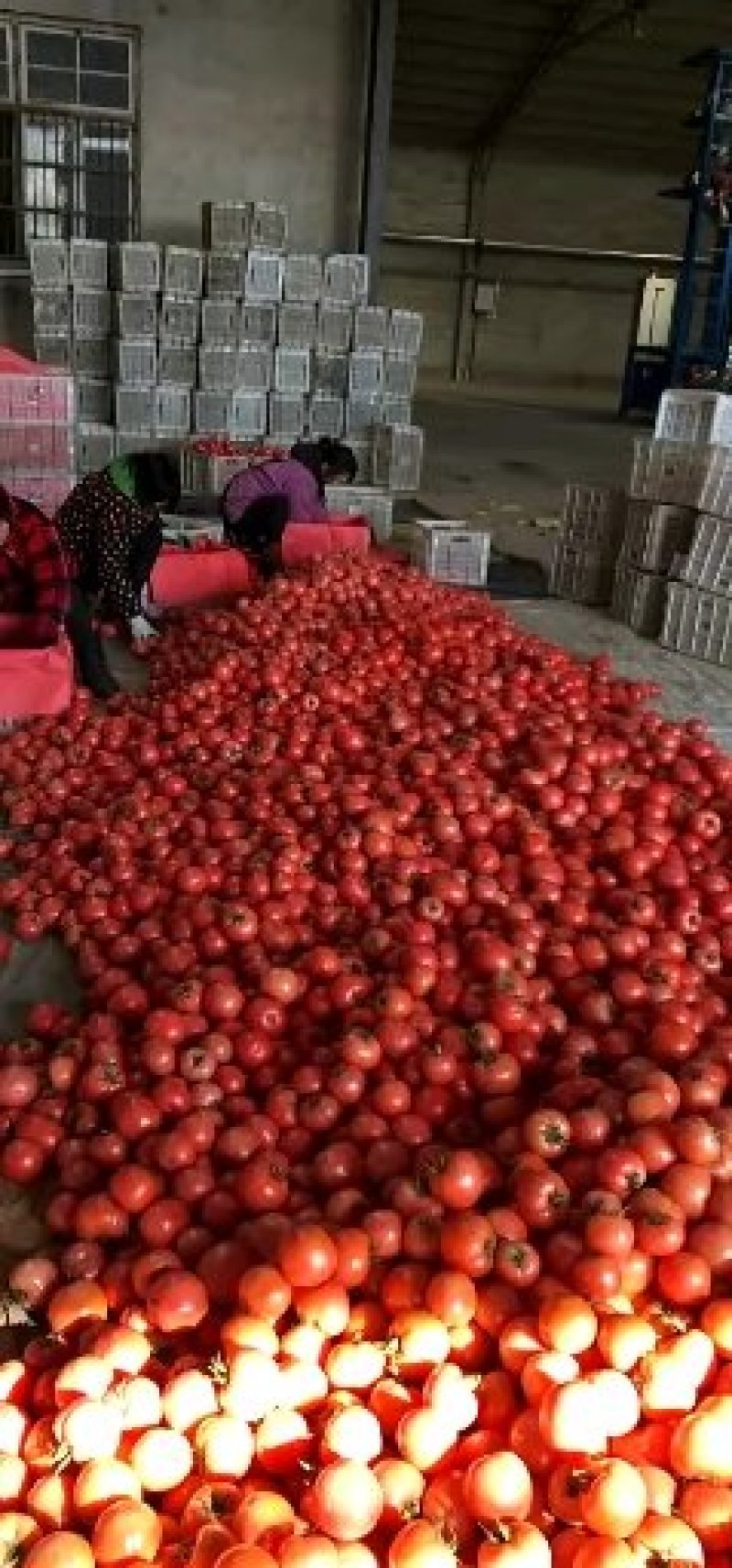 西红柿大量上市欢迎来电咨询常年代收代发各种蔬菜水