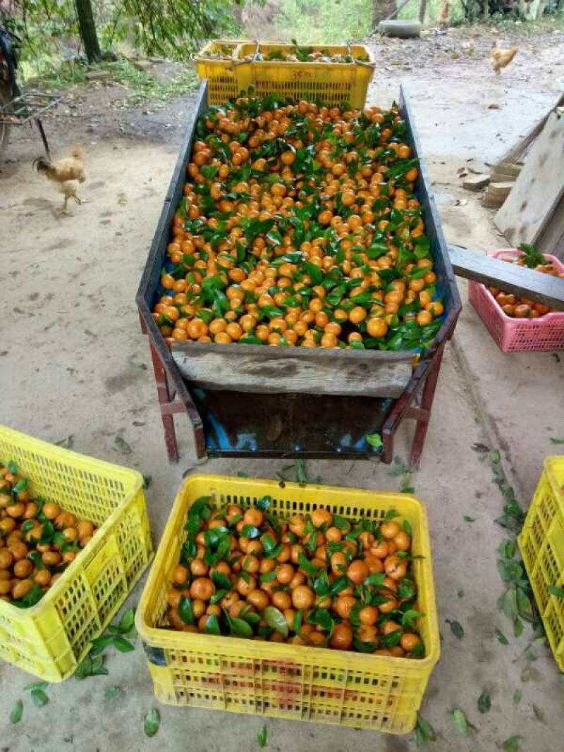 沙糖桔4~5cm一级