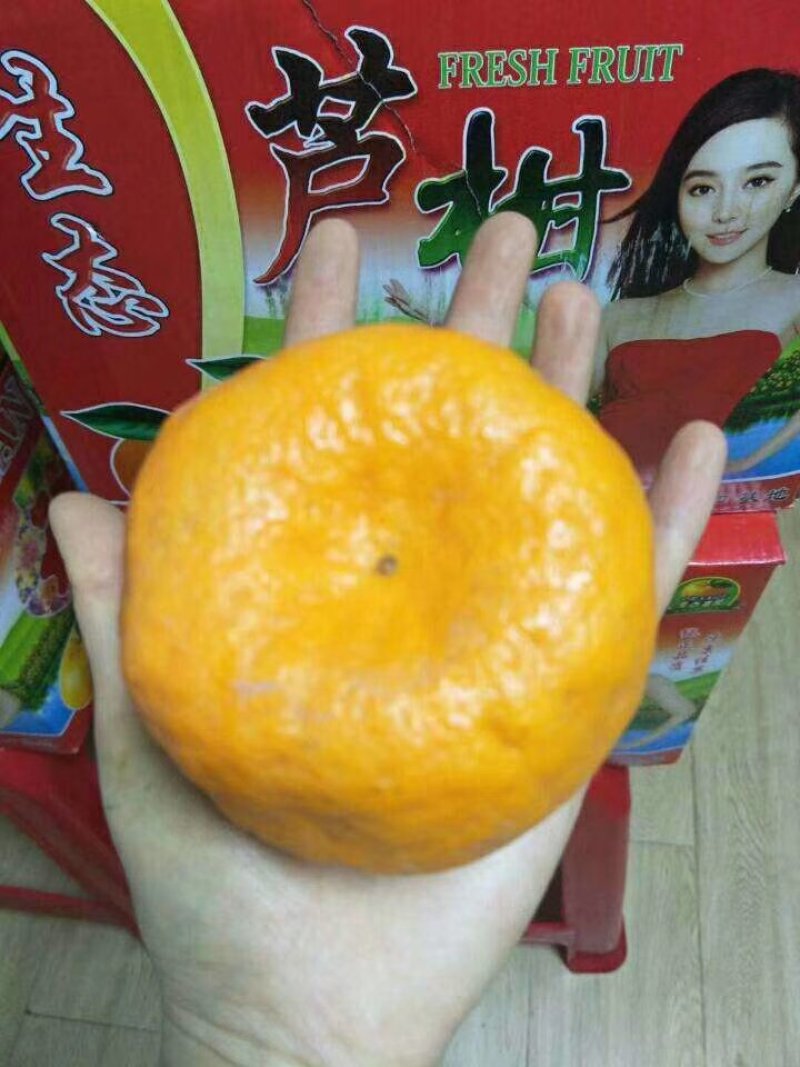 芦柑碰柑芦柑