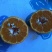 芦柑碰柑芦柑