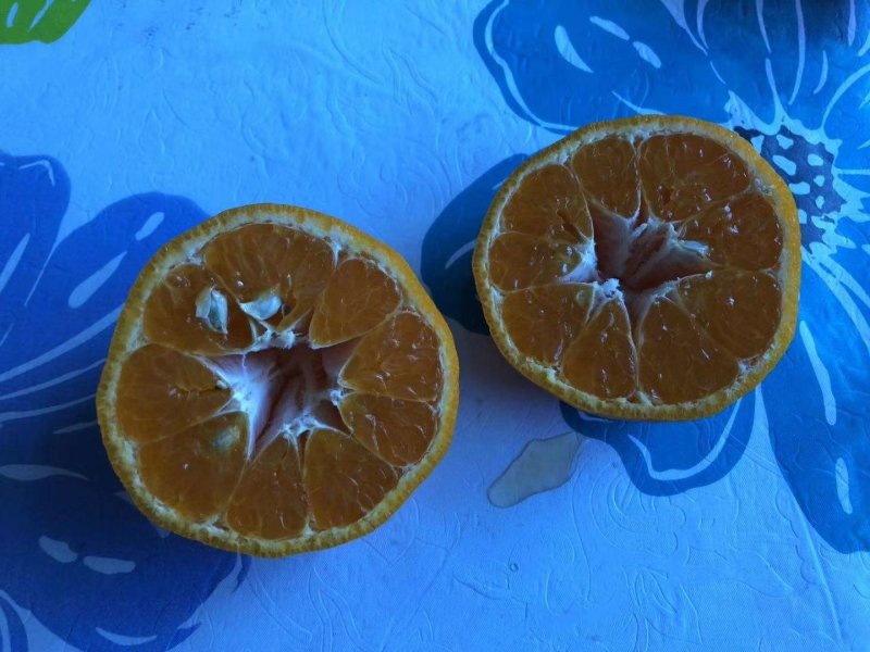 芦柑碰柑芦柑