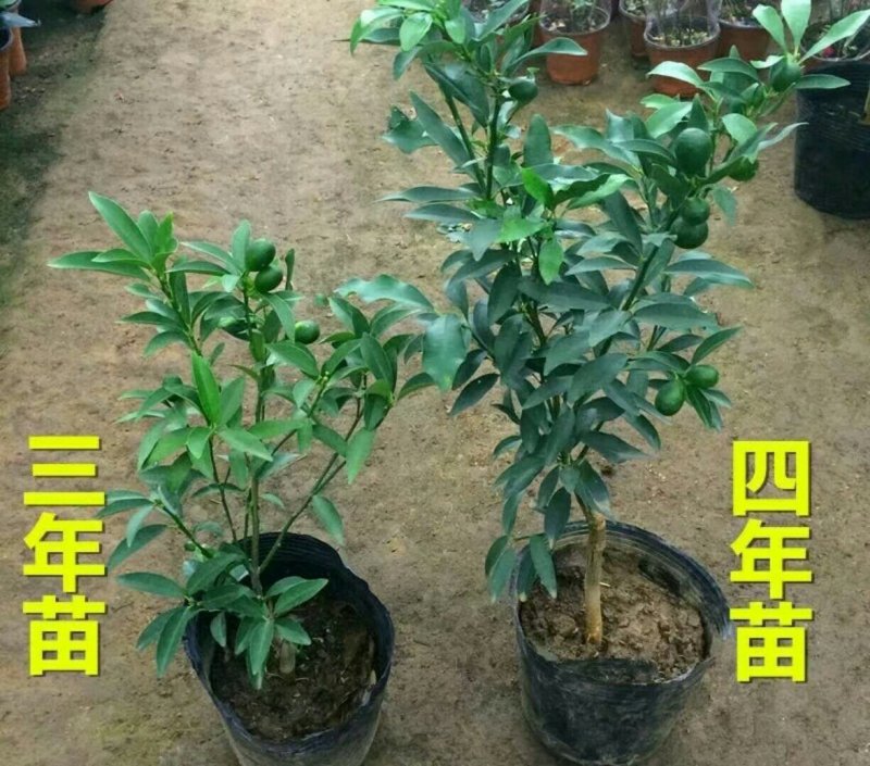 四季年桔苗