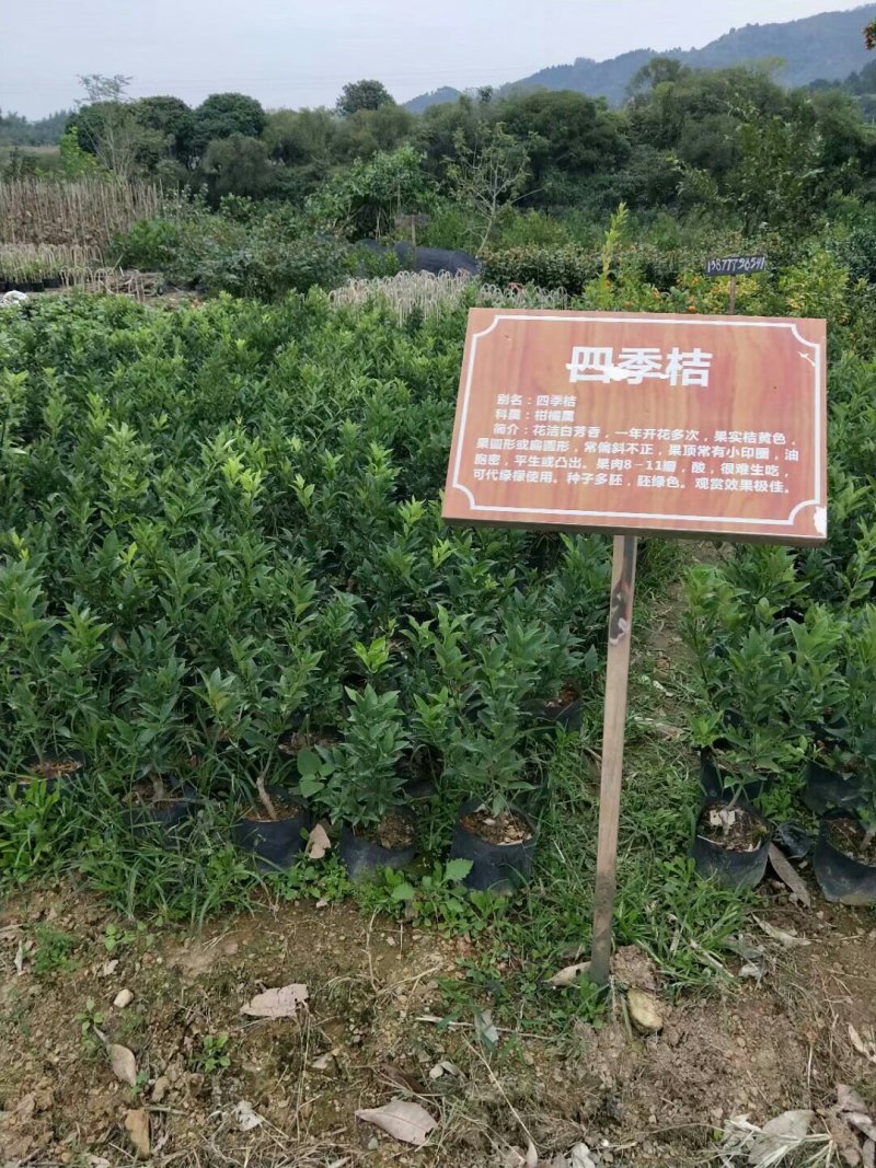 四季年桔苗