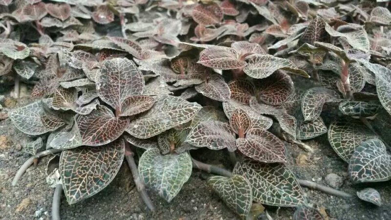 金线莲干品