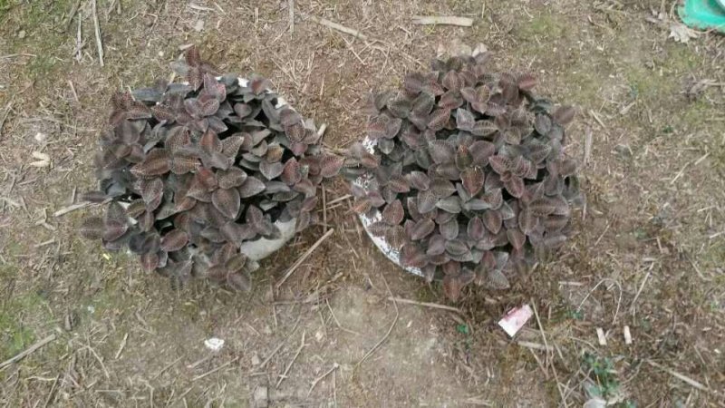 金线莲干品