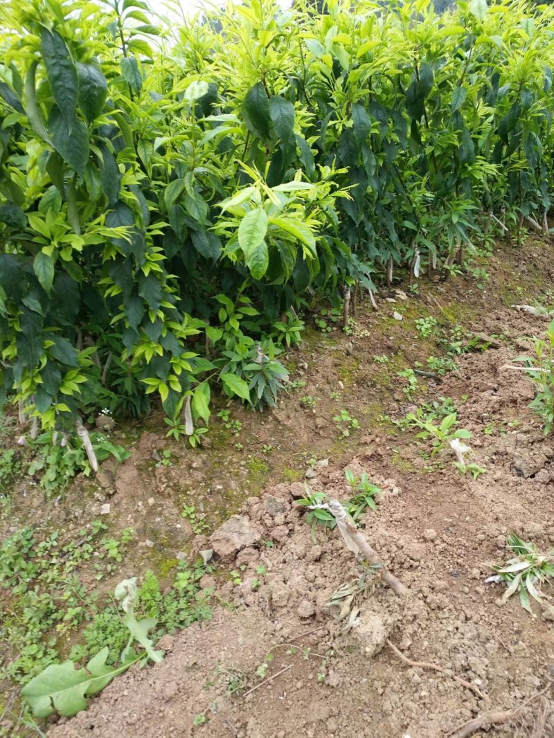 三华李子树苗正宗李子苗包邮购苗提供优质高效技术