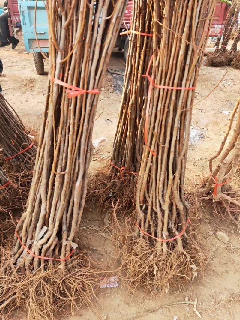 李子树苗脆红李，嫁接苗品种苗，基地直销，