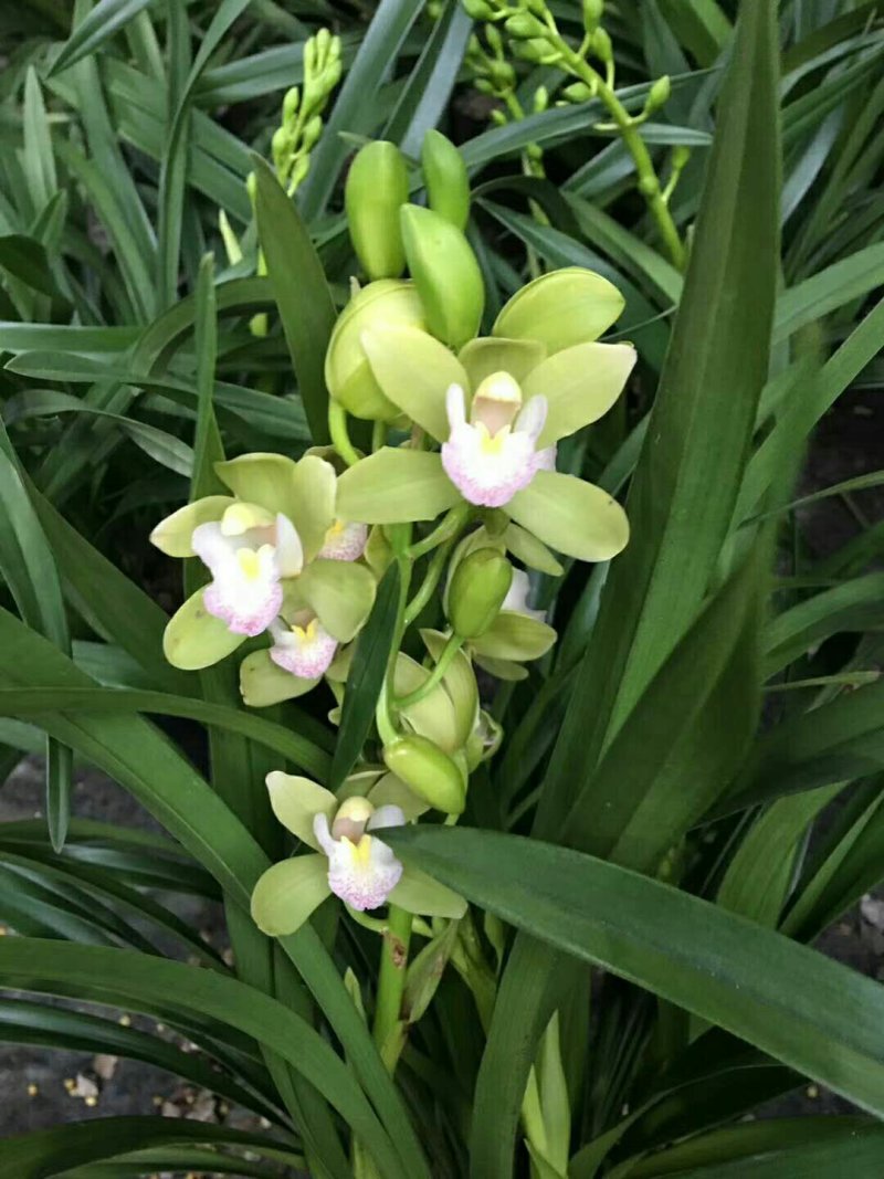 多种兰花直供
