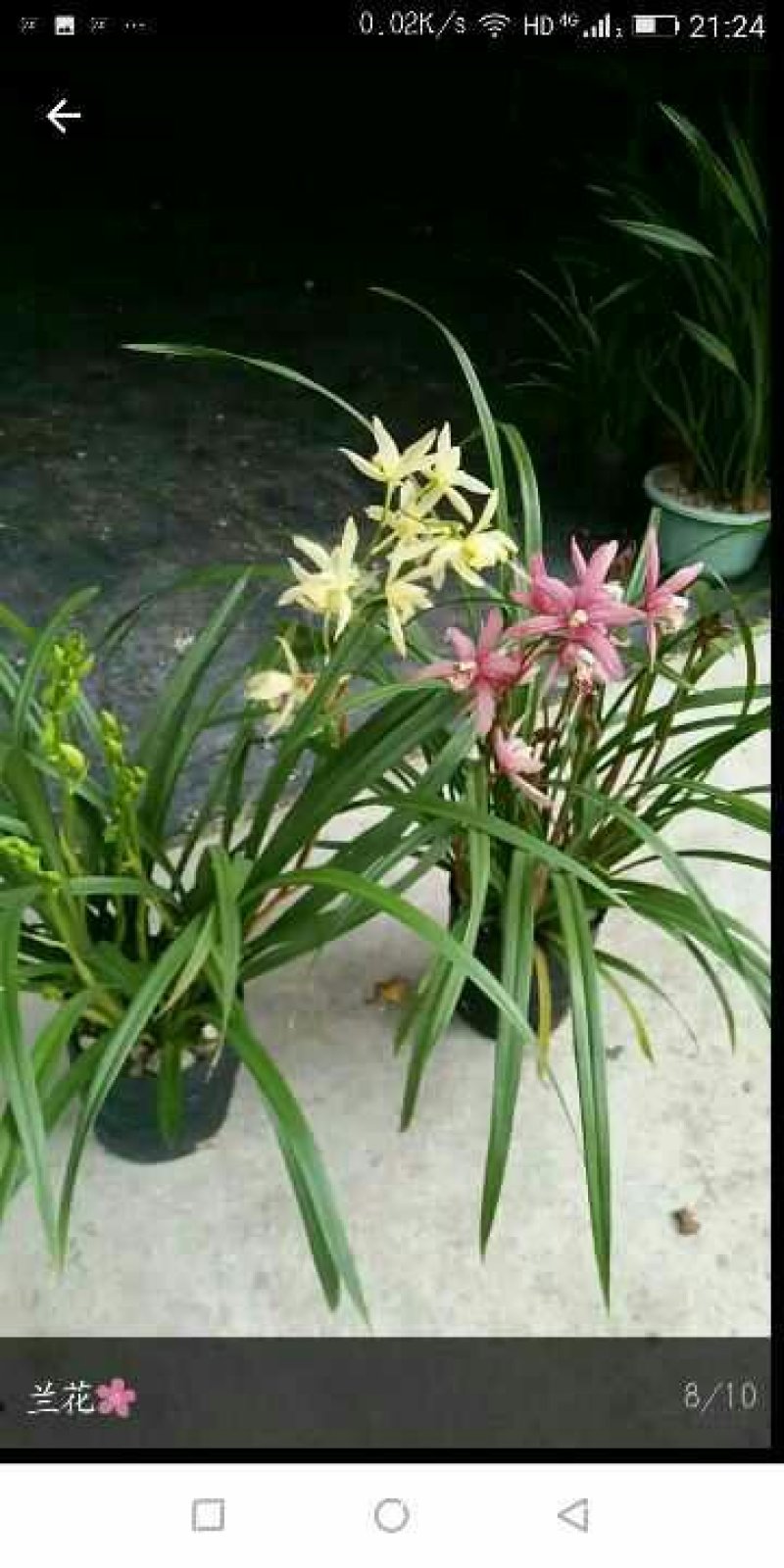 多种兰花直供