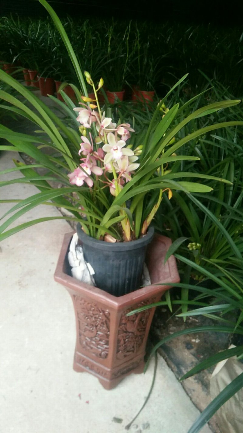 多种兰花直供