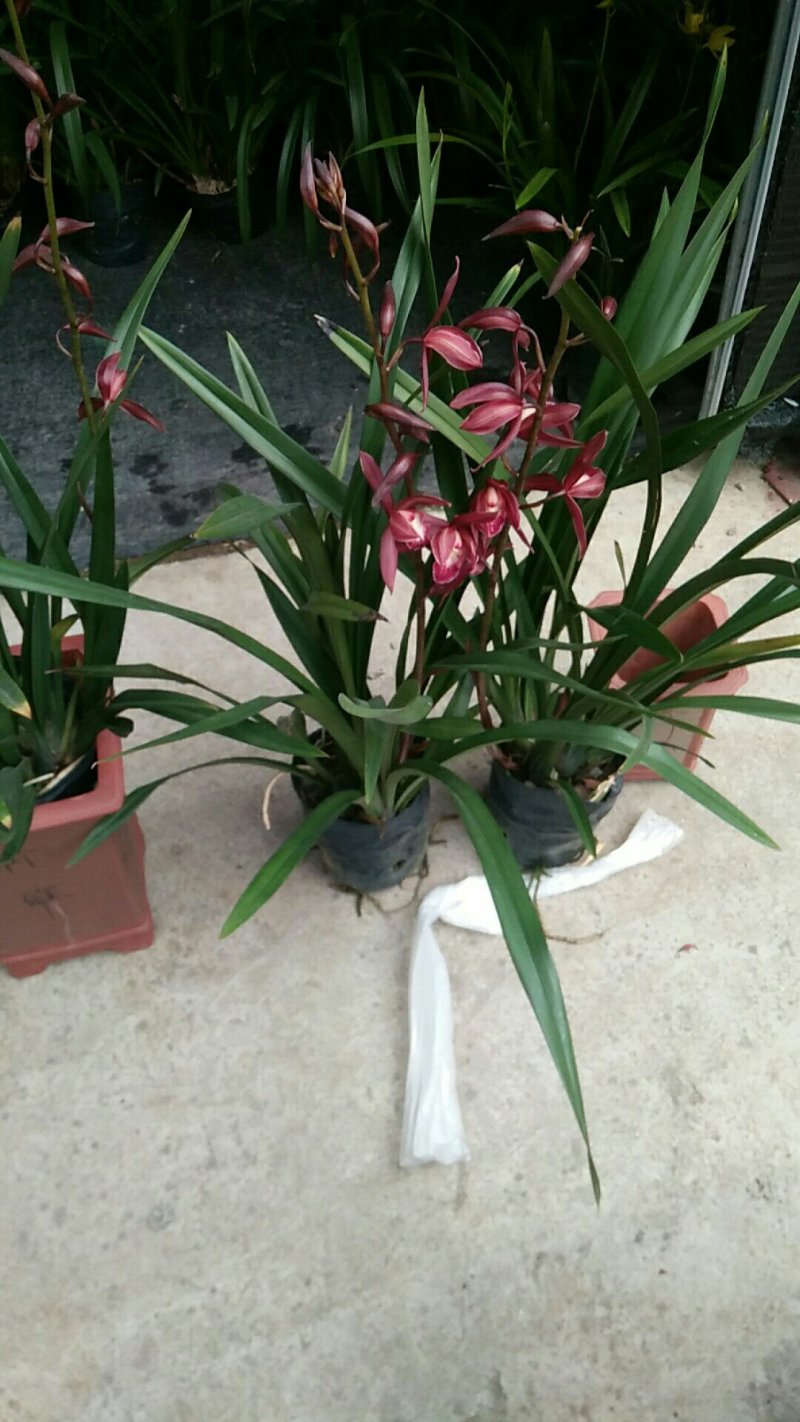 多种兰花直供