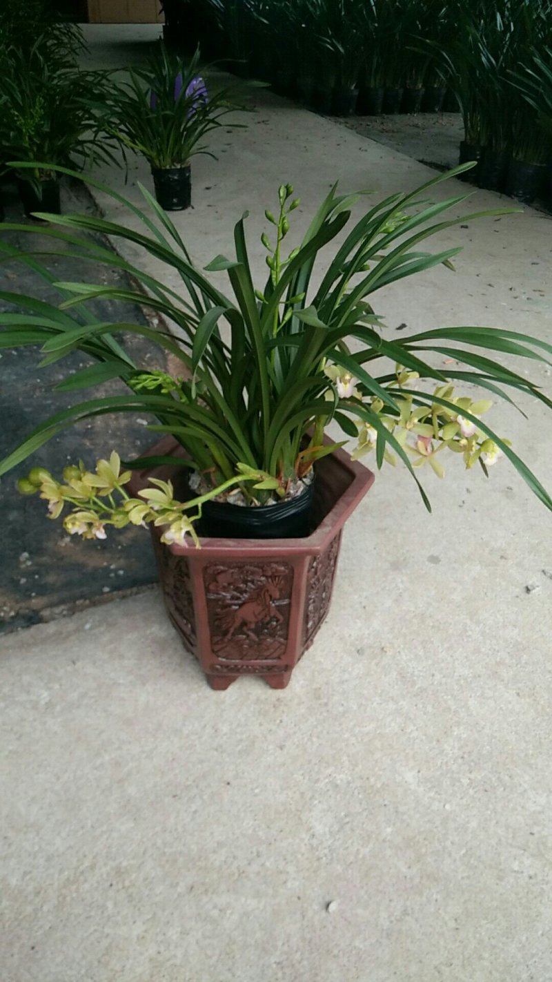 多种兰花直供