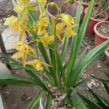 多种兰花直供