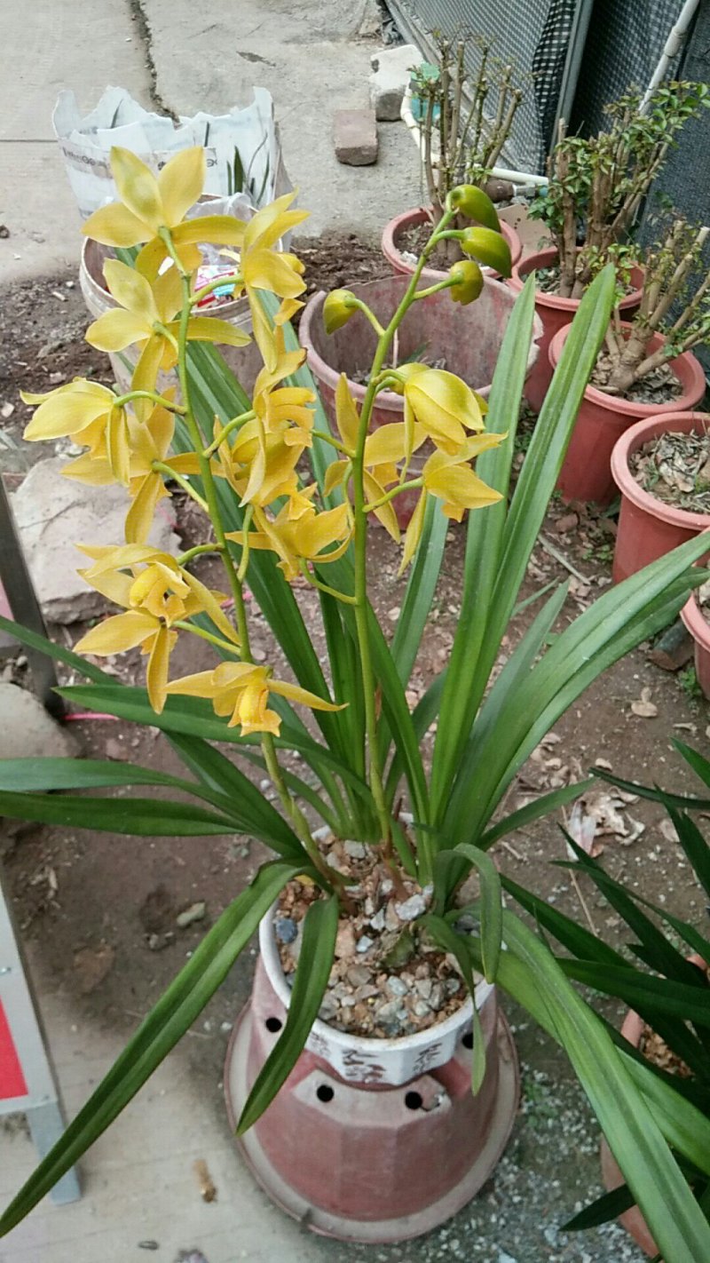 多种兰花直供
