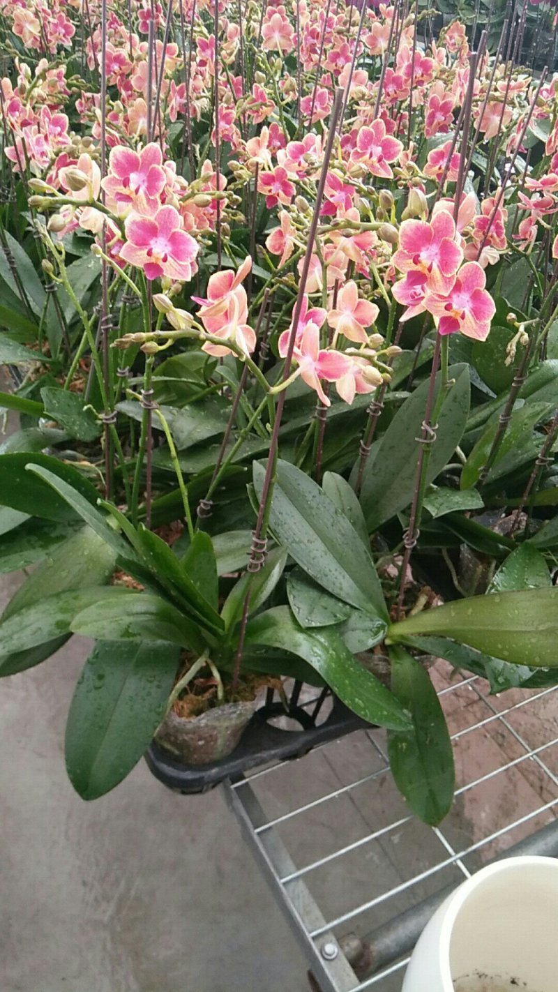 多种兰花直供