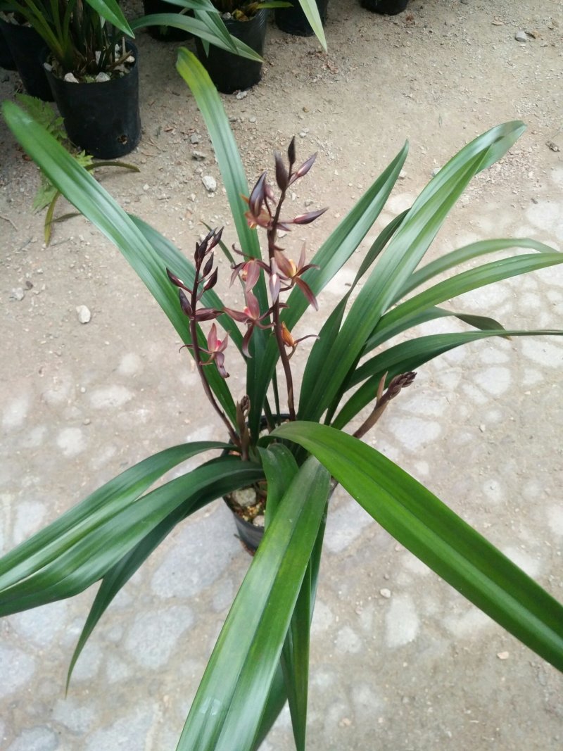 多种兰花直供