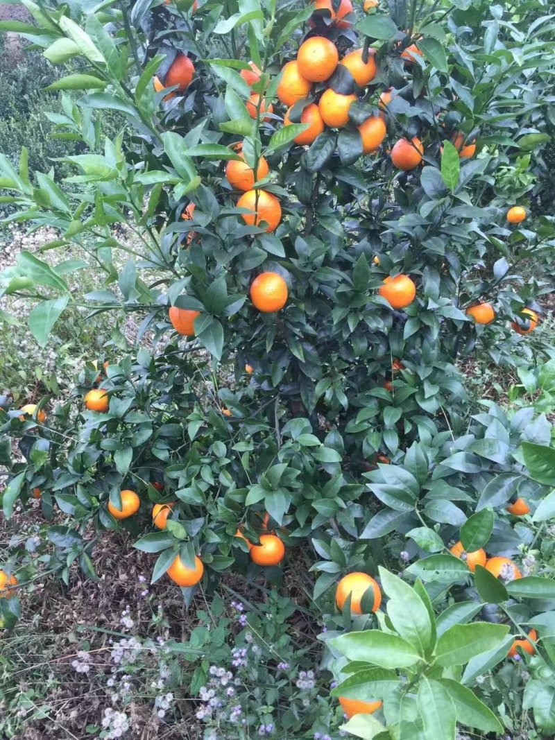 沃甘