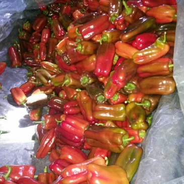 青椒，紫花头圆椒，精品圆茄