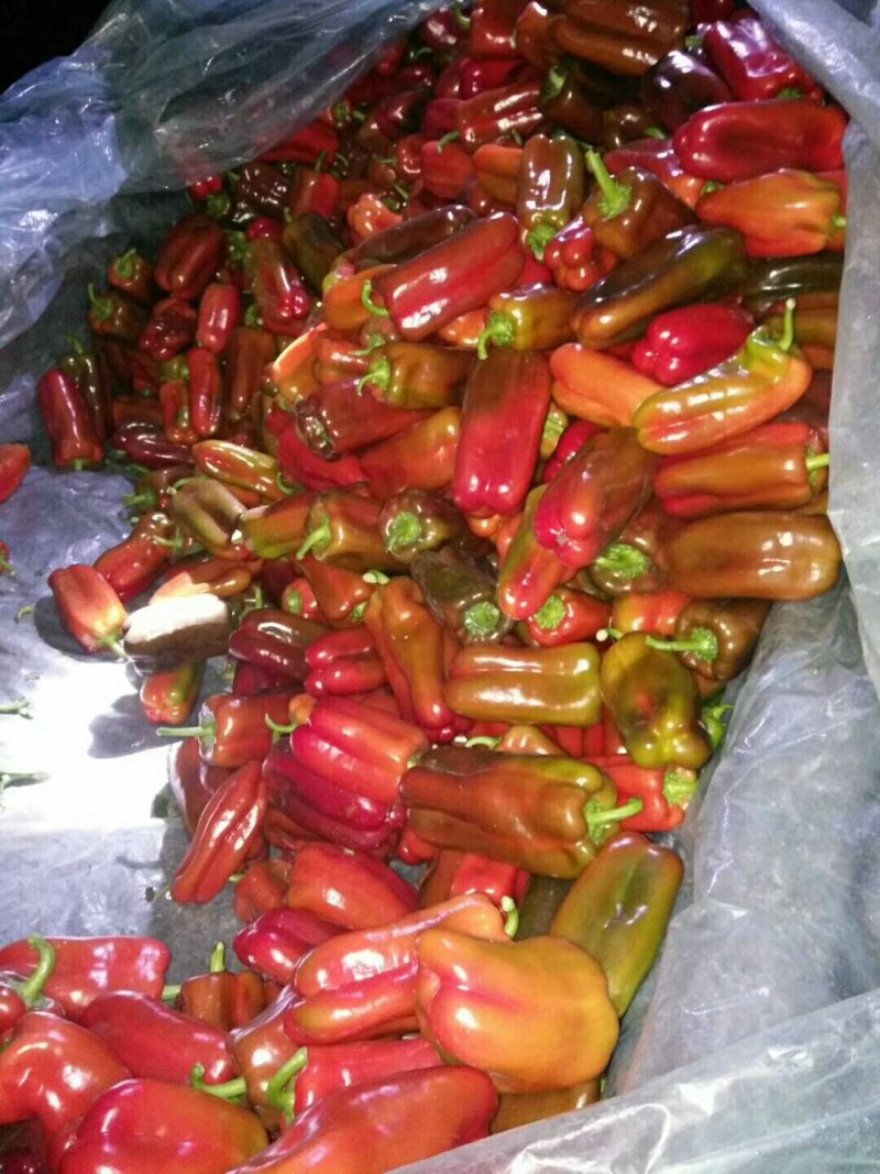 青椒，紫花头圆椒，精品圆茄