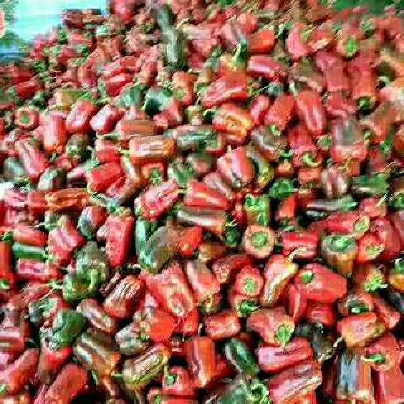 青椒，紫花头圆椒，精品圆茄