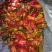 青椒，紫花头圆椒，精品圆茄