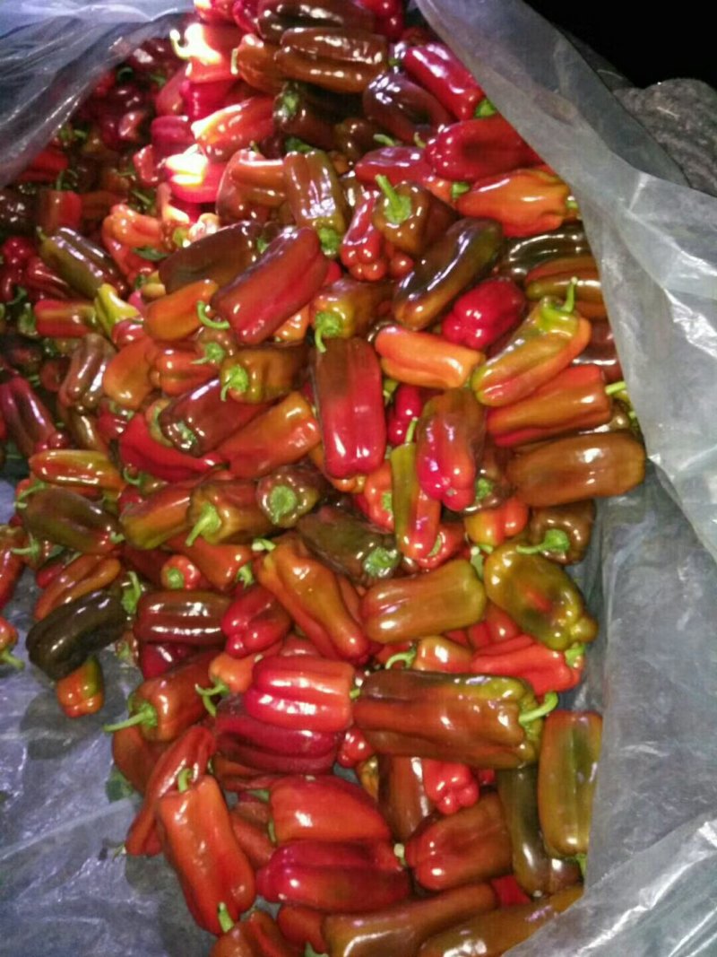 青椒，紫花头圆椒，精品圆茄