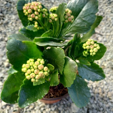 大量出售长寿花。