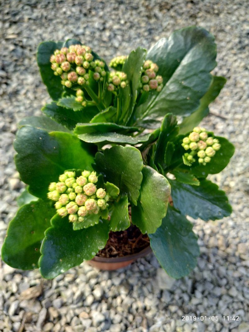 大量出售长寿花。