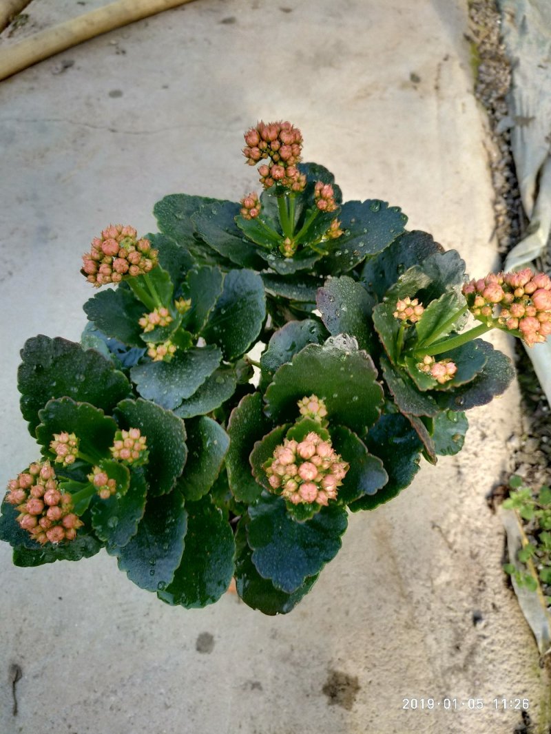 大量出售长寿花。