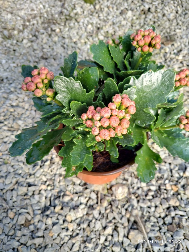 大量出售长寿花。