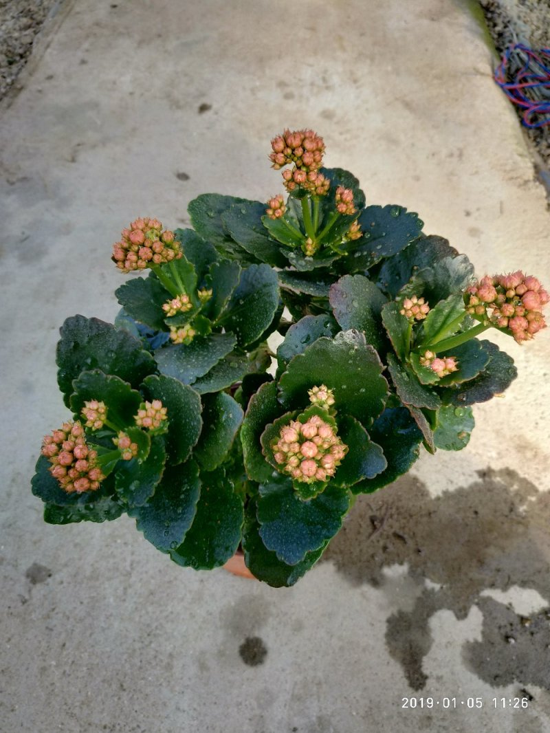 大量出售长寿花。