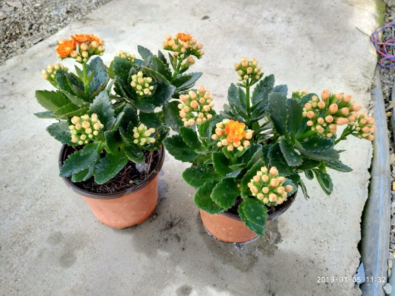 大量出售长寿花。