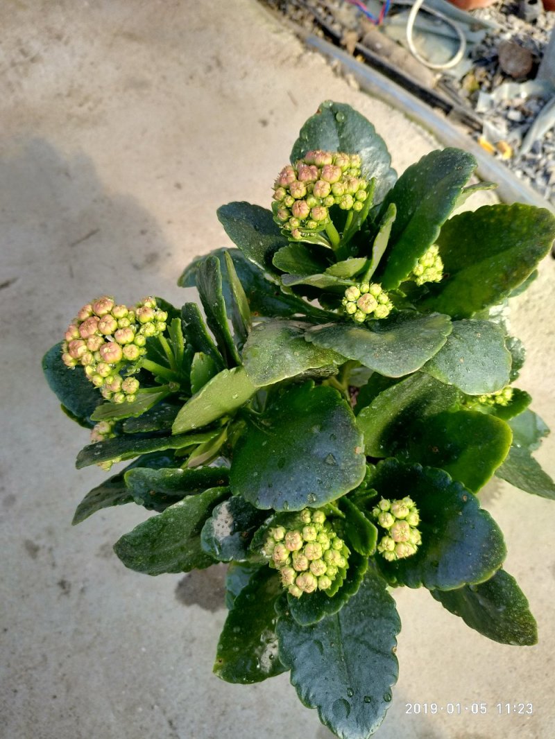 大量出售长寿花。
