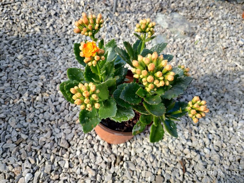 大量出售长寿花。