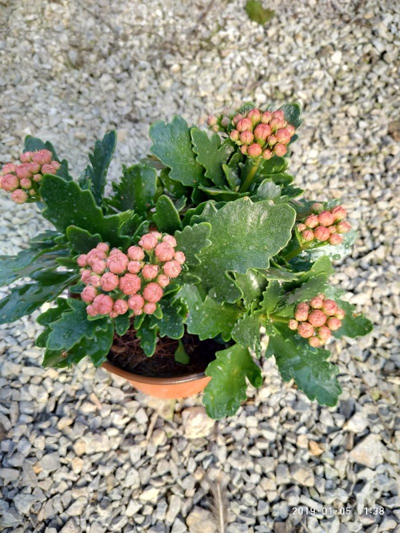 大量出售长寿花。