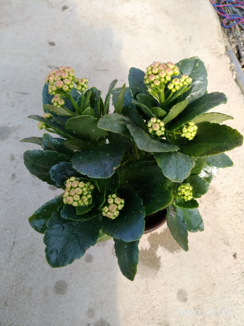 大量出售长寿花。
