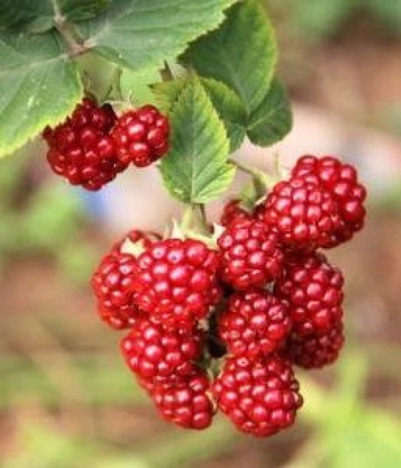 树莓树苗红树莓，品种苗，当年挂果，基地直销，