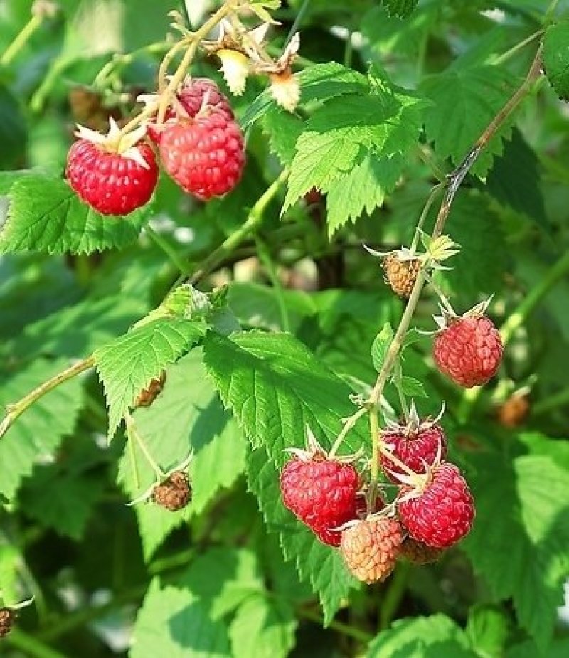 树莓树苗红树莓，品种苗，当年挂果，基地直销，